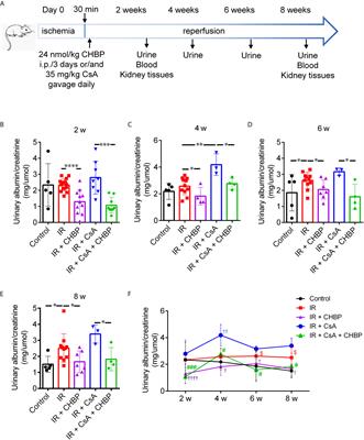 Long-Term Protection of CHBP Against Combinational Renal Injury Induced by Both Ischemia–Reperfusion and Cyclosporine A in Mice